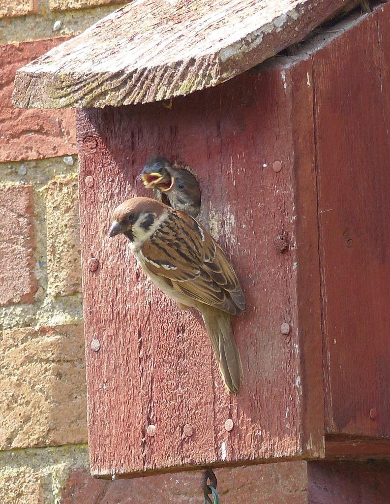 Tree Sparrow  by susiemc