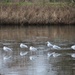 9 February 2015, Gulls on Moors Valley Lake, who needs a mirror! by lavenderhouse