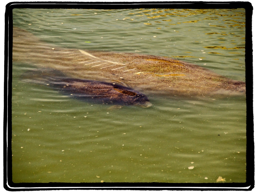 Mother and baby manatee by danette