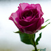 Pink rose 2 by elisasaeter