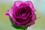 9th Feb 2015 - Pink rose