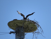 6th Feb 2015 - Eagle Chick Testing the Wings