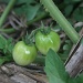 cherry toms by corymbia