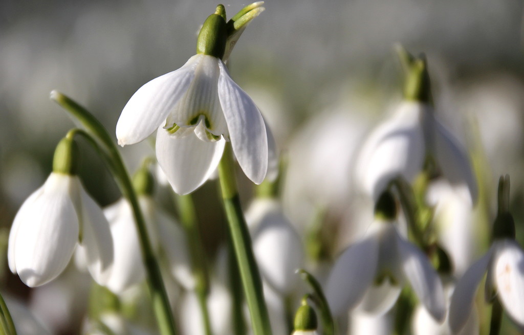 snowdrops by busylady