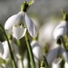 snowdrops by busylady