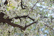 8th Feb 2015 - blossoms