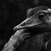 Ostrich in b&w by leonbuys83