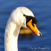 10th Feb 2015 - Head Swan