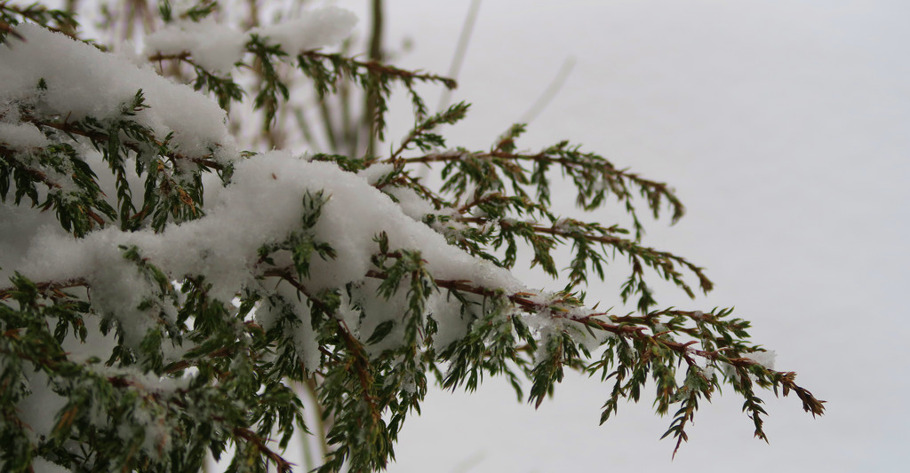 Snow Covered Branch by april16