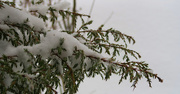9th Feb 2015 - Snow Covered Branch