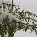 Snow Covered Branch by april16