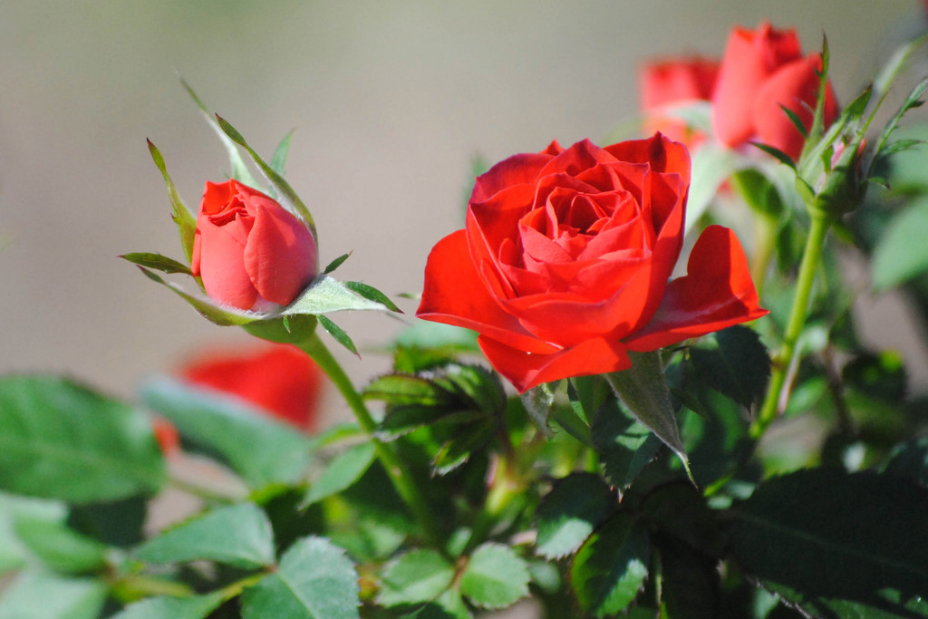 Mini Roses - Wide Aperture Challenge by milaniet