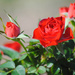 Mini Roses - Wide Aperture Challenge by milaniet