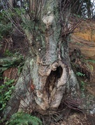 8th Feb 2015 - Ancient Yawning Tree