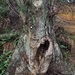 Ancient Yawning Tree by selkie