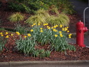 8th Feb 2015 - Daffodils