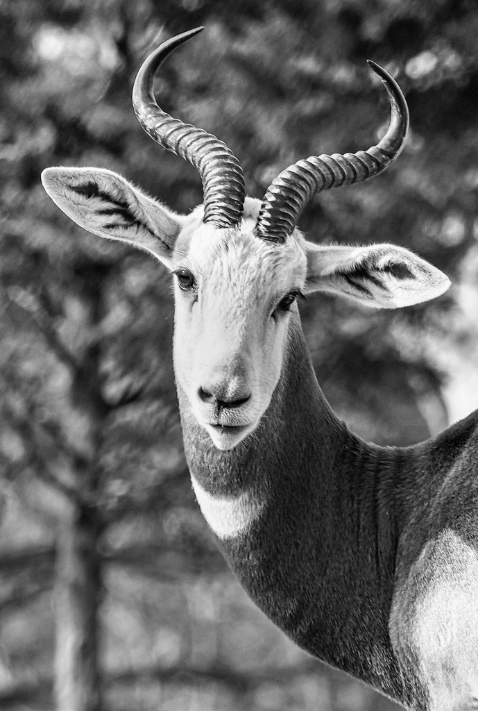 Antelope by rosiekerr