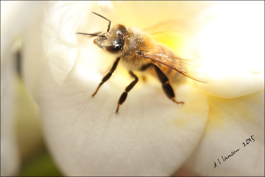 Bee Freesia by flygirl