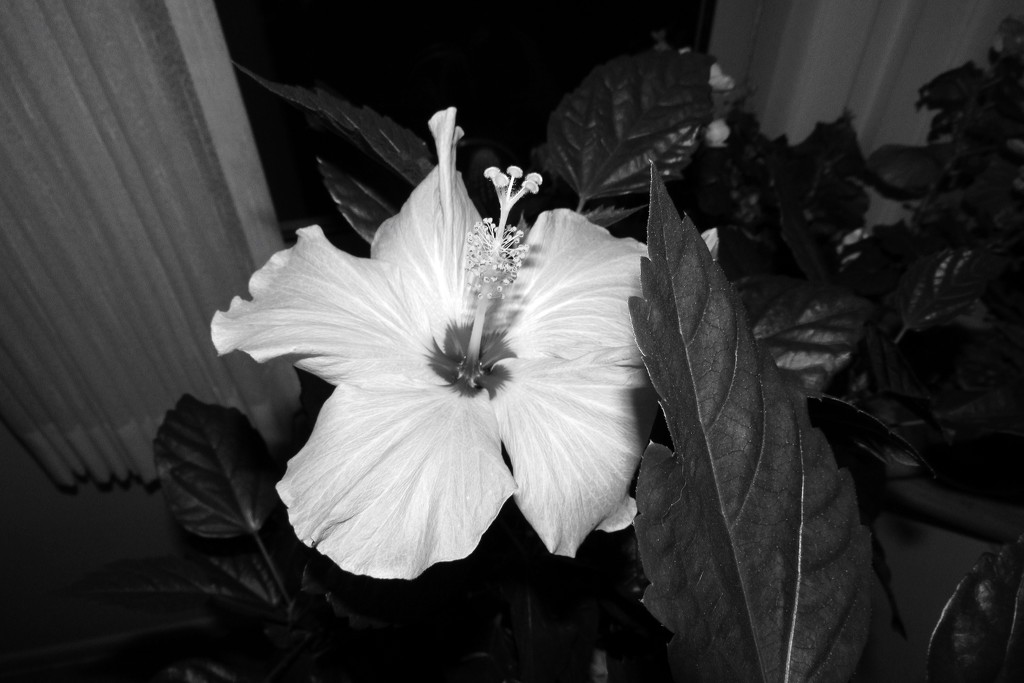 Indoor Flower by randy23