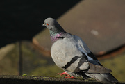7th Feb 2015 - Pigeon feet