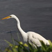 After the weekend storms, we had many Egrets fishing today. by markandlinda