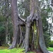 Long Legged Tree by selkie