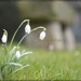 To a Snowdrop by jamibann