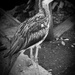 Young bush stone curlew by flyrobin