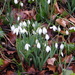 Snowdrops up close by jeff