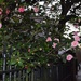 Camellias, historic district, Charleston, SC by congaree