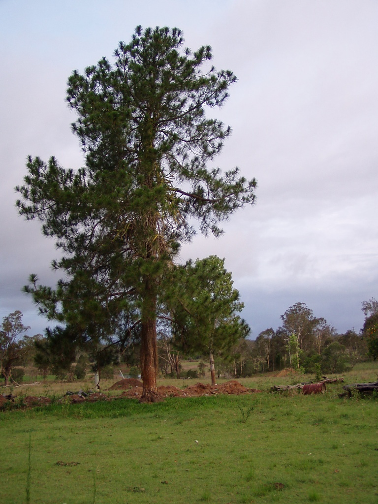 Lone Pine by corymbia