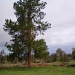 Lone Pine by corymbia