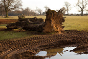 10th Feb 2015 -  10th February 2015 - Fallen Tree again