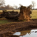  10th February 2015 - Fallen Tree again by pamknowler