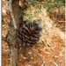funny place for a pinecone by cruiser