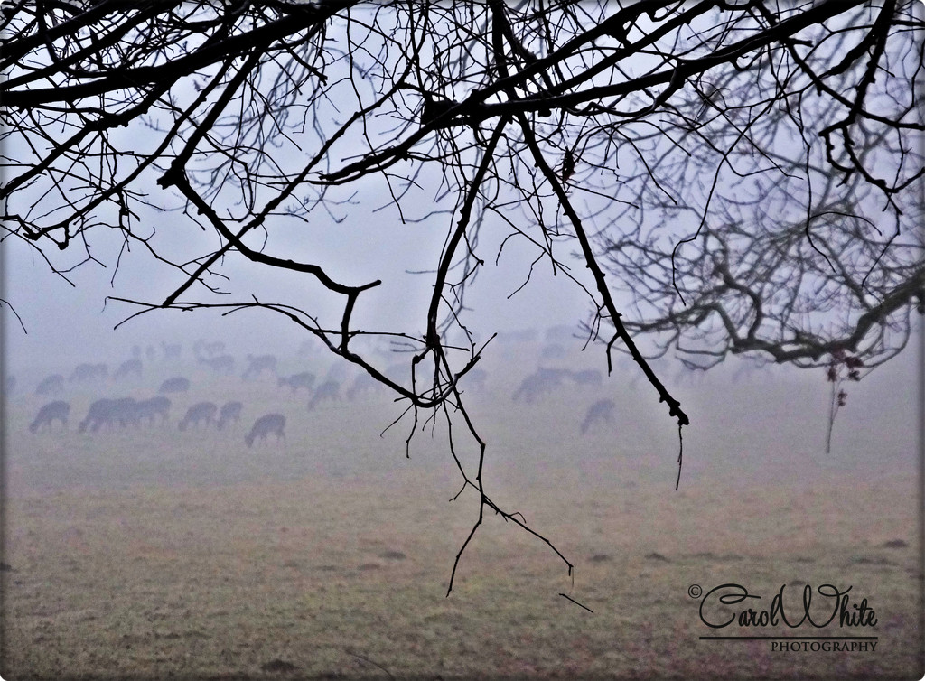 Deer Herd Grazing In The Fog by carolmw
