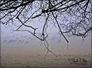 10th Feb 2015 - Deer Herd Grazing In The Fog