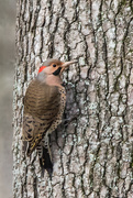 10th Feb 2015 - Northern flicker Male (Yellow-shafted)
