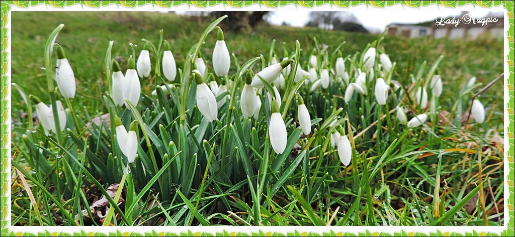 Snowdrops on the Common. by ladymagpie