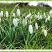 Snowdrops on the Common. by ladymagpie