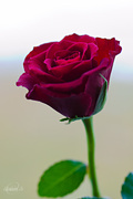 10th Feb 2015 - Red rose