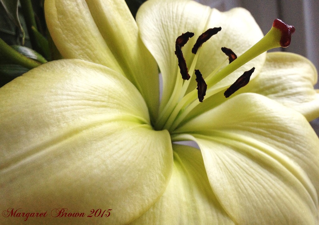 Green lilies by craftymeg