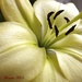 Green lilies by craftymeg
