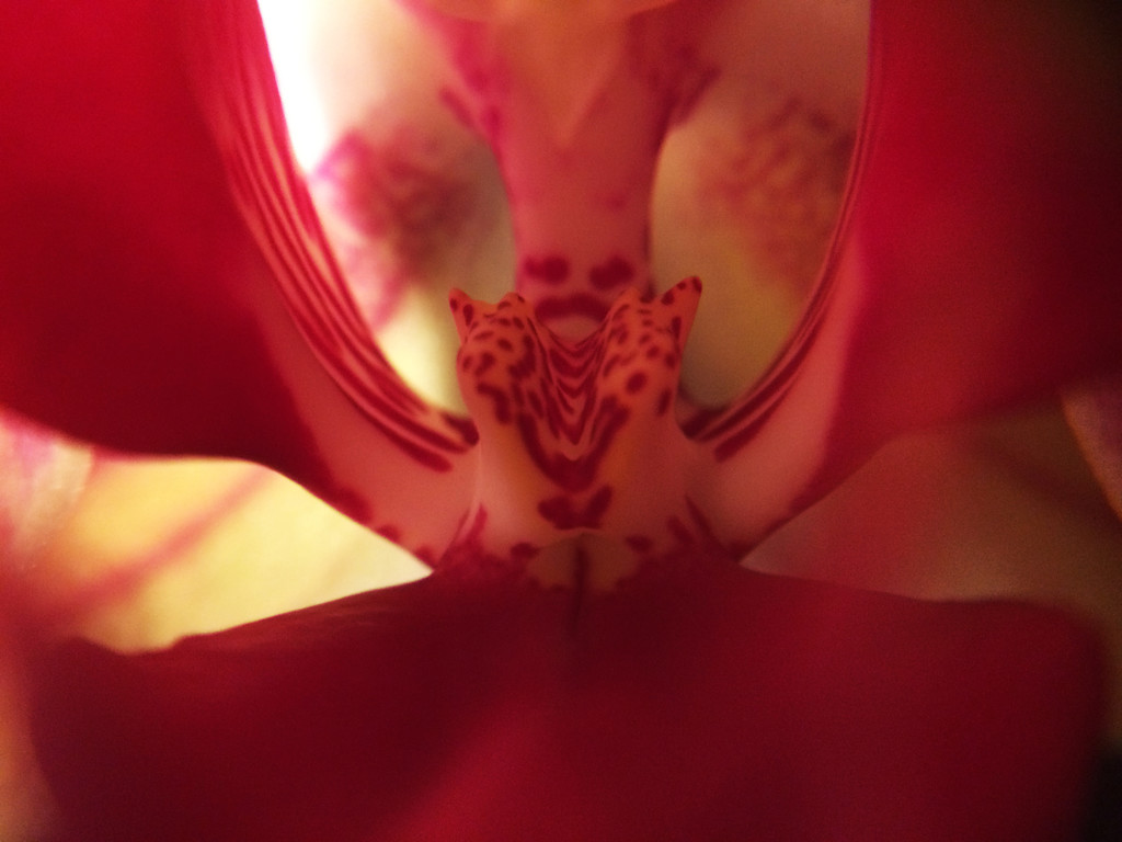 Orchid Macro by bizziebeeme