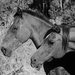 Two Horses by salza
