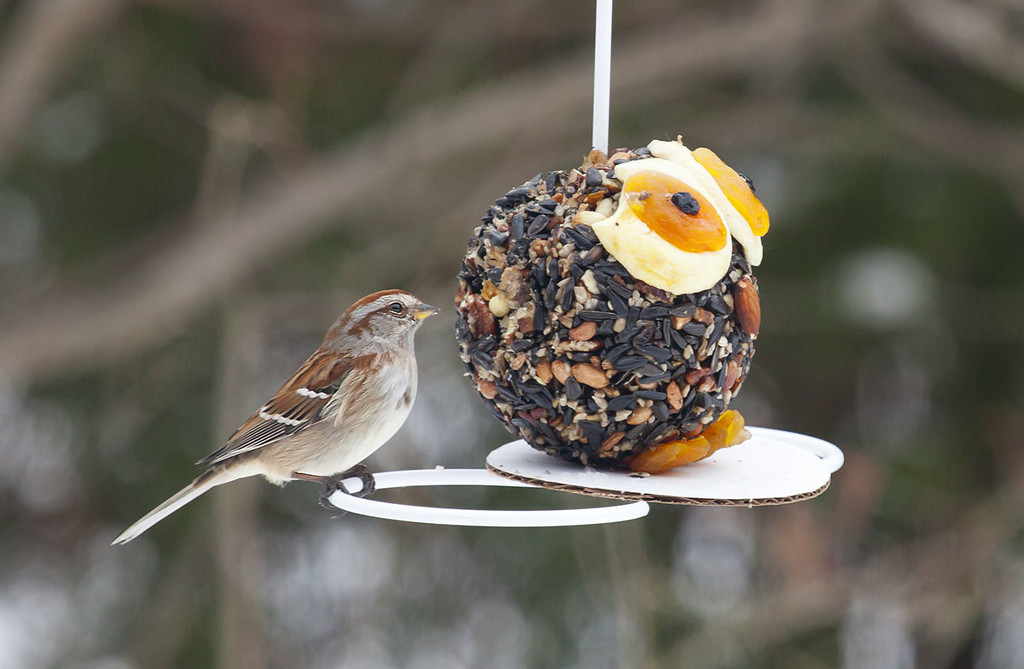 Sparrow with Owl Feeder by gardencat
