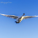 Swan In Flight by tonygig