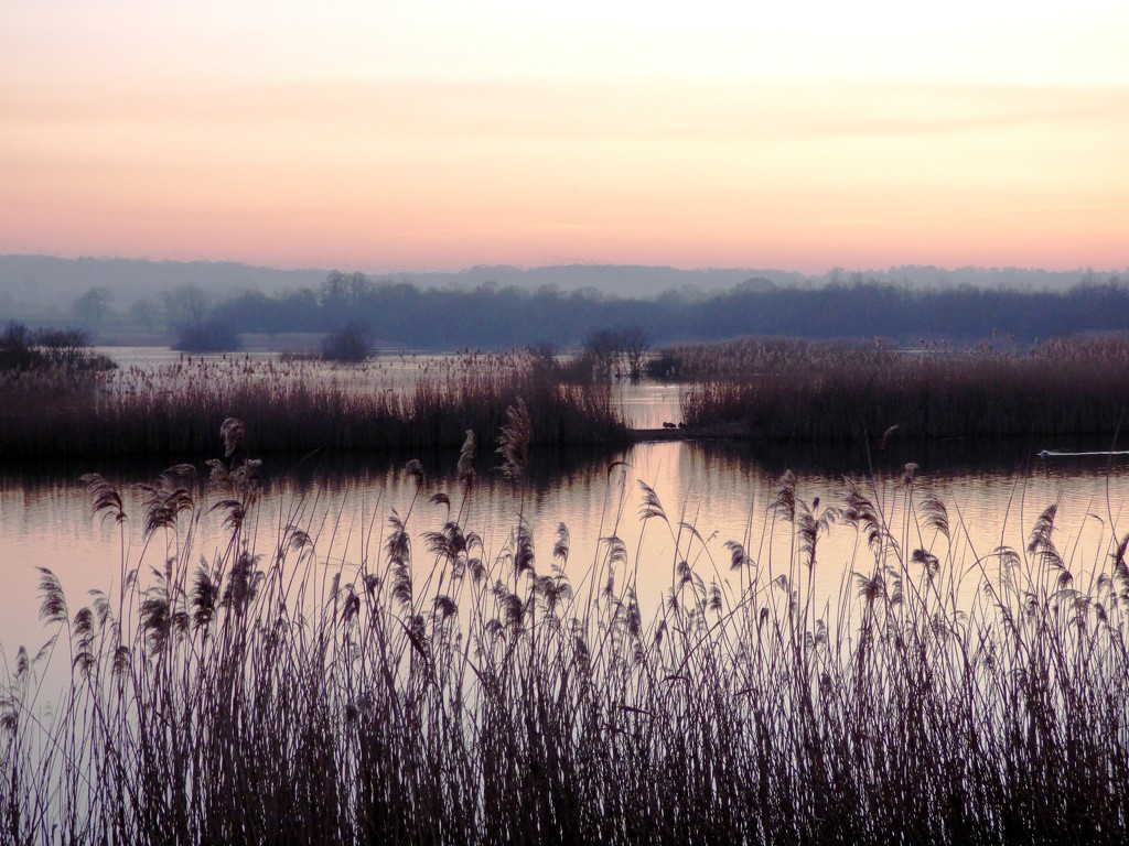 Evening on the Somerset Levels by julienne1