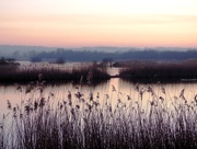 10th Feb 2015 - Evening on the Somerset Levels