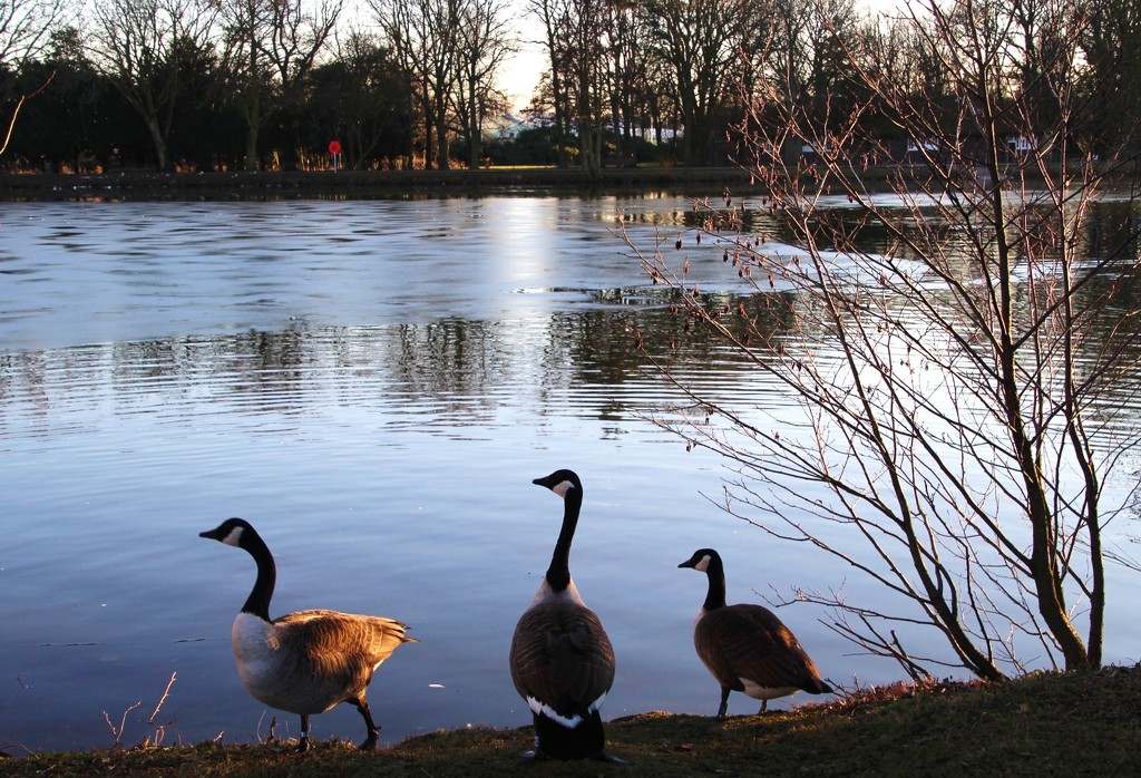 Canada Geese by oldjosh